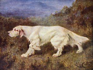 Typowy seter angielski Mallwyd Ned